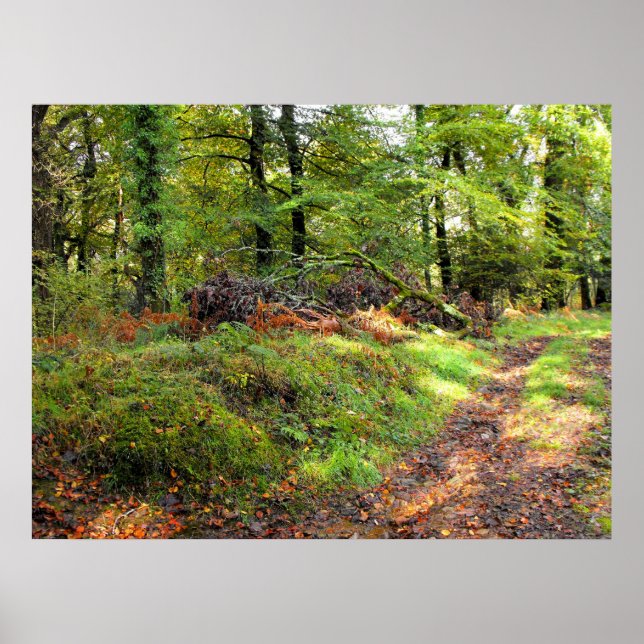 Wald im Oktober Poster (Vorne)