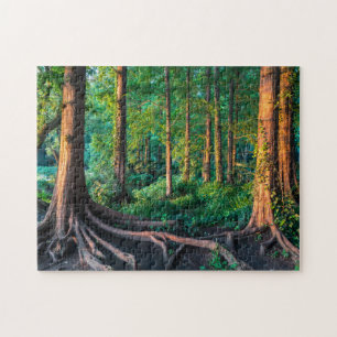 Wald im Sommer