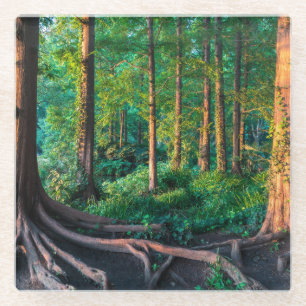 Wald im Sommer Glasuntersetzer