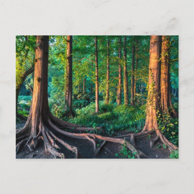 Wald im Sommer Postkarte (Vorderseite)