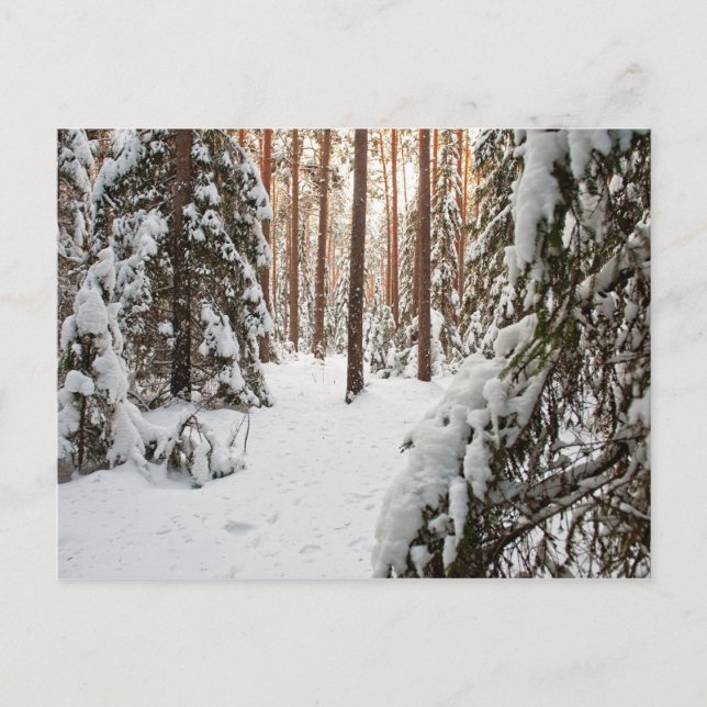 Wald im Winter Postkarte (Vorderseite)