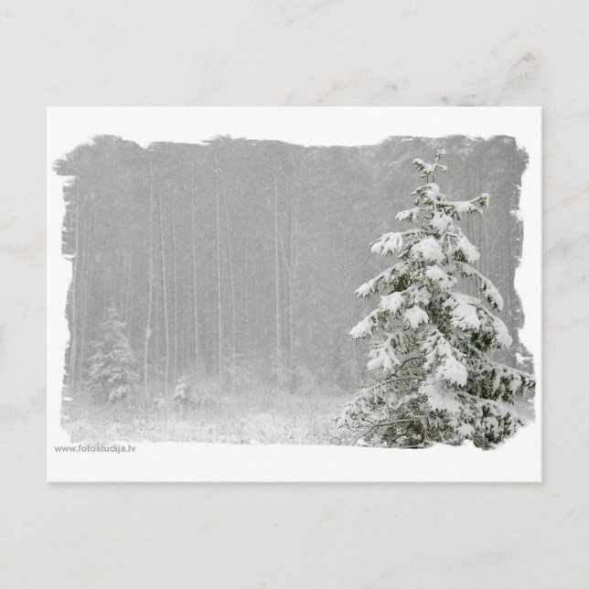 Wald im Winter Postkarte (Vorderseite)