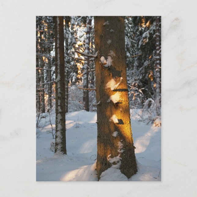 Wald im Winter Postkarte (Vorderseite)