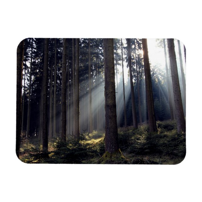 Wald in Bayern Magnet (Horizontal)