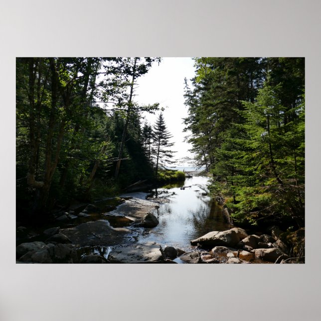 Wald in der Nähe von Hunters Beach Poster (Vorne)