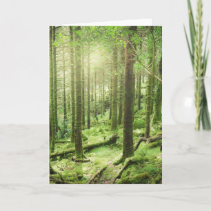 Wald in Nationalpark Kerry, Irland Killarneys Karte