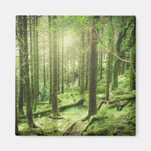 Wald in Nationalpark   Kerry, Irland Killarneys Magnet