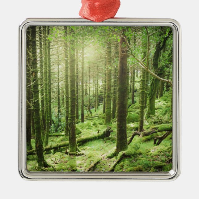 Wald in Nationalpark | Kerry, Irland Killarneys Ornament Aus Metall (Vorne)
