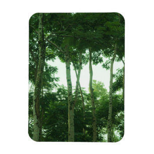 Wald Magnet