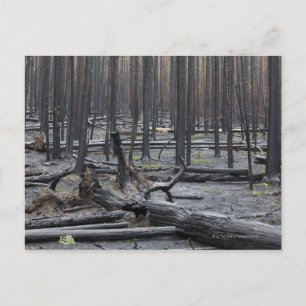 Wald nach Feuer im Yellowstone Nationalpark Postkarte