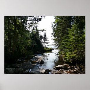 Wald nahe Hunters Beach im Acadia National Park Poster