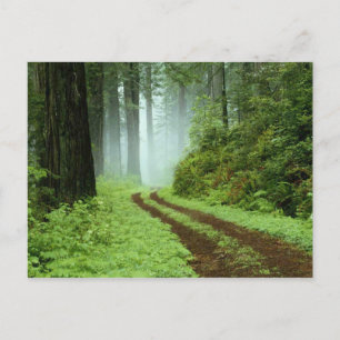 Wald Postkarte