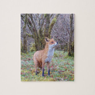 Wald Rotfuchs Porträt Aufwärtsblick Natur Kunst