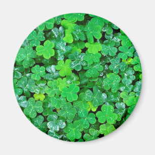 Wald Sorrel im Frühling Magnet
