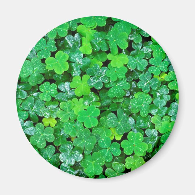 Wald Sorrel im Frühling Magnet (Vorne)