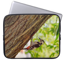 Wald-Specht-Wildtier-Natur-Foto