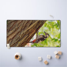 Wald Specht Wildtierfotografie