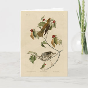 Wald Thrush von Audubons Vögeln Amerikas Karte