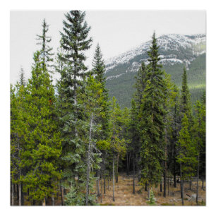 Wald- und Bergwelt Poster