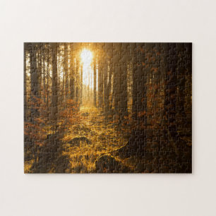 Wald während Herbstes   Baden Württemberg,