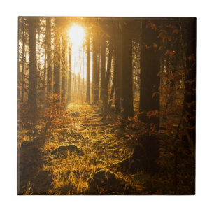 Wald während Herbstes Baden Württemberg, Fliese