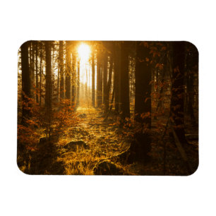 Wald während Herbstes Baden Württemberg, Magnet