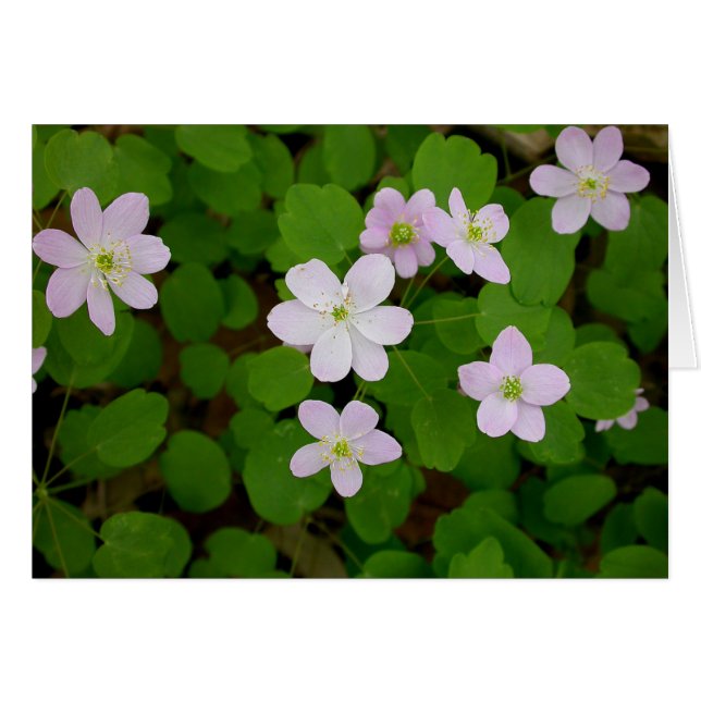 Waldanemones (Vorderseite (Horizontal))