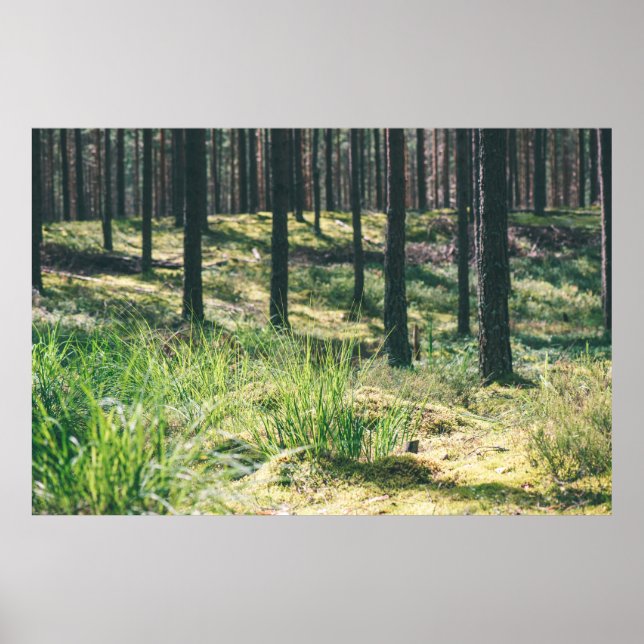 Waldbäume. Grünes, grünes Holzsonnenlicht im Hinte Poster (Vorne)