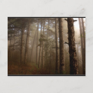 Waldbaumen Naturlandschaft Postkarte
