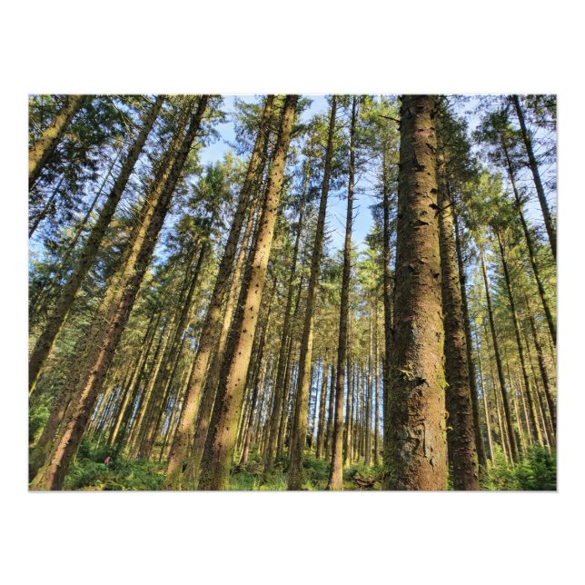 Waldbaumposter Fotodruck (Vorne)