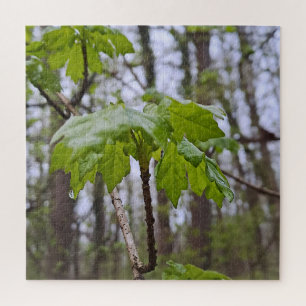 Waldblätter nach Regen – Wilde Natur Rumänien