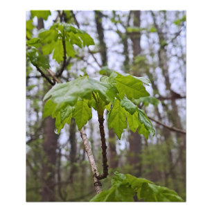 Waldblätter nach Regen – Wilde Natur Rumänien Fotodruck