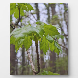 Waldblätter nach Regen – Wilde Natur Rumänien Fotoplatte