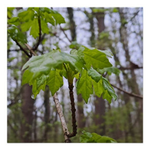 Waldblätter nach Regen – Wilde Natur Rumänien Poster