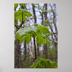 Waldblätter nach Regen – Wilde Natur Rumänien Poster