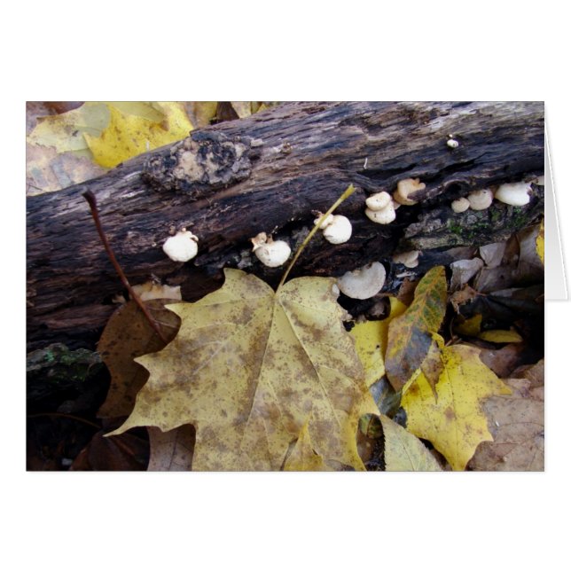 Waldboden (Vorderseite (Horizontal))