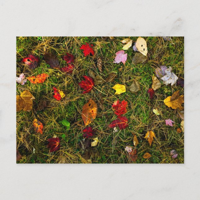 Waldboden im Herbst Postkarte (Vorderseite)