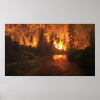 Waldbrand - Hirsch