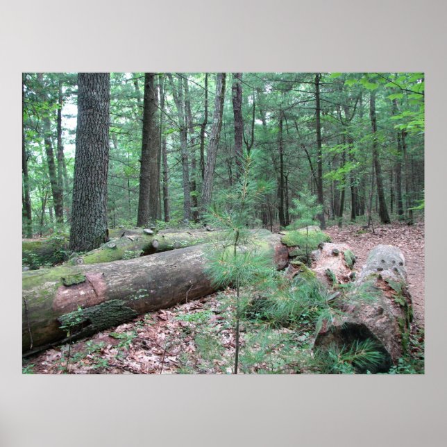 Walden Forest Poster (Vorne)