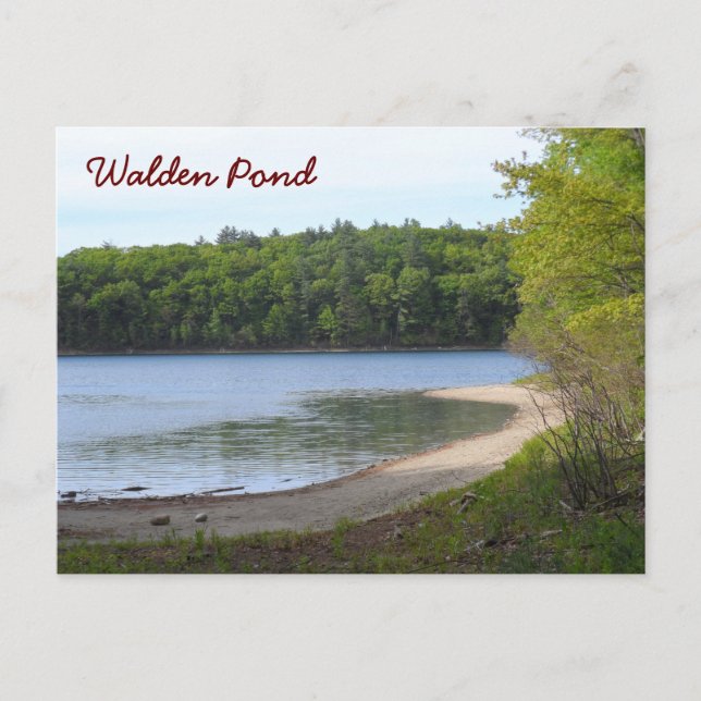 Walden Pond, Concord, MA Postkarte (Vorderseite)