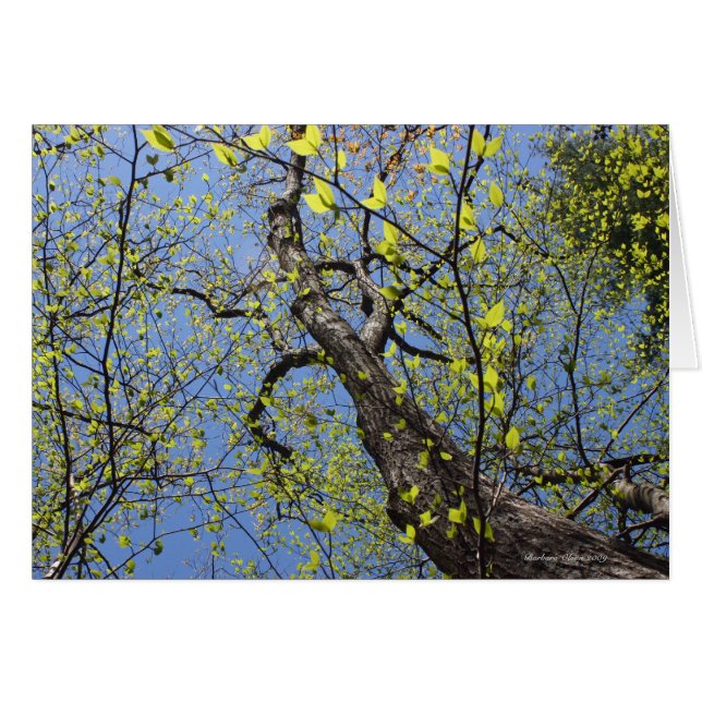 Walden Pond : Imagination (Devant horizontal)