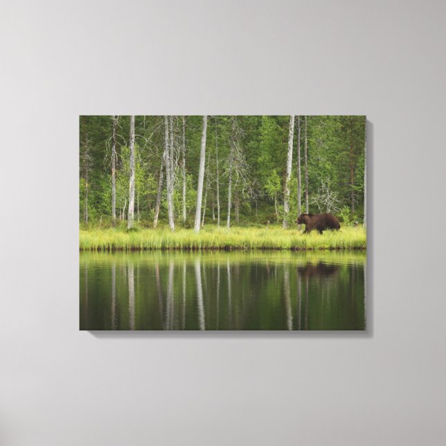 Wälder | Bären in Taiga Forest Nord Finnland Leinwanddruck (Vorderseite)