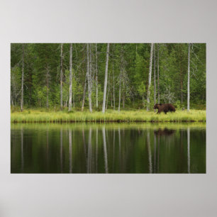 Wälder   Bären in Taiga Forest Nord Finnland Poster