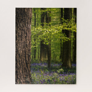 Wälder Bluebells in Belgien