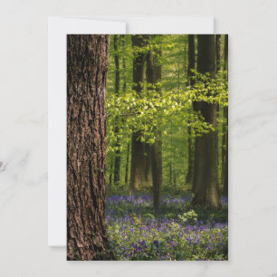 Wälder   Bluebells in Belgien Dankeskarte