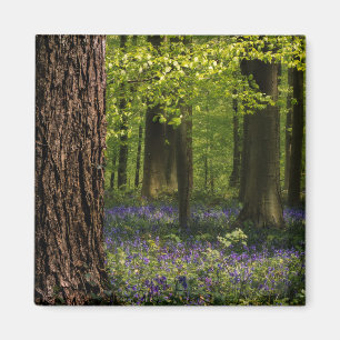 Wälder Bluebells in Belgien Magnet