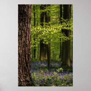Wälder Bluebells in Belgien Poster
