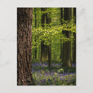 Wälder   Bluebells in Belgien Postkarte