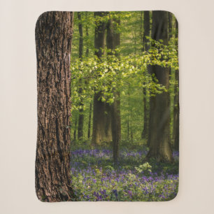 Wälder Bluebells in Belgien Sherpadecke
