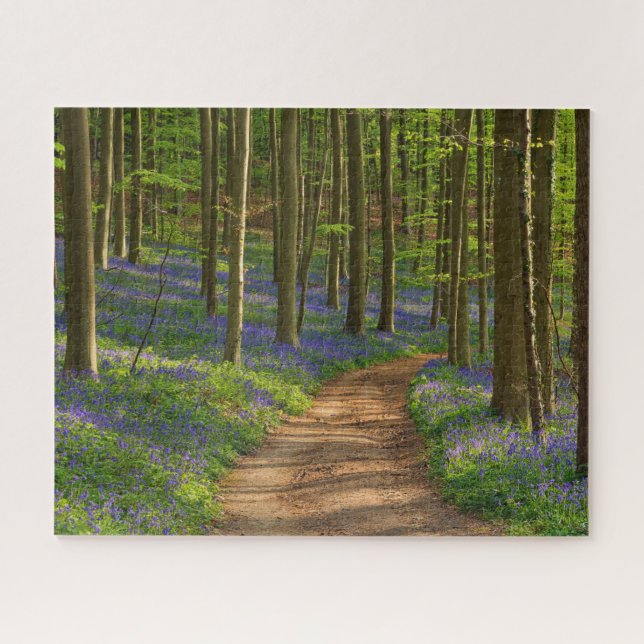 Wälder | Bluebellwald in Belgien (Horizontal)